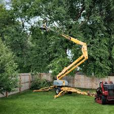 Professional  Tree Services in Winslow, AZ