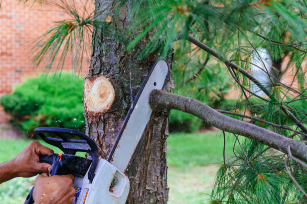 Why Choose Our Tree Removal Services in Winslow, AZ?